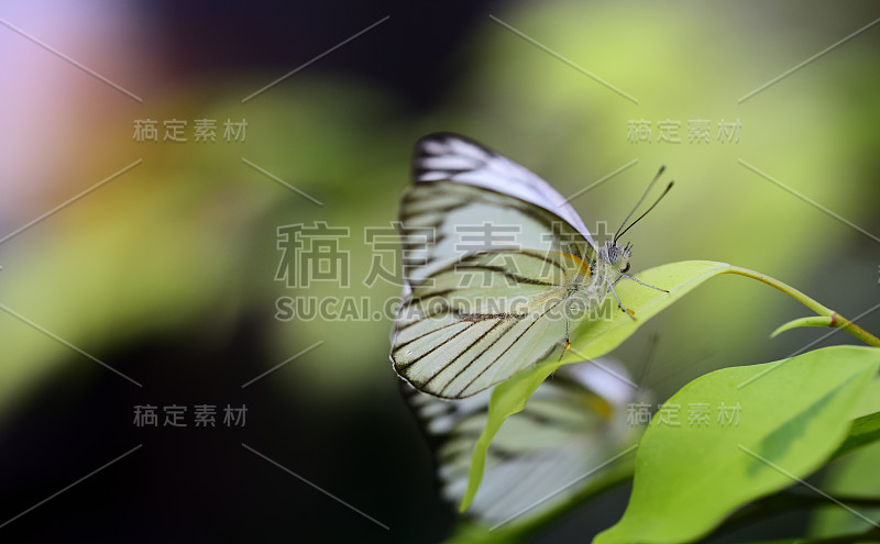 一只白色的小蝴蝶坐在树枝上，背景是绿色的，有文字的空间