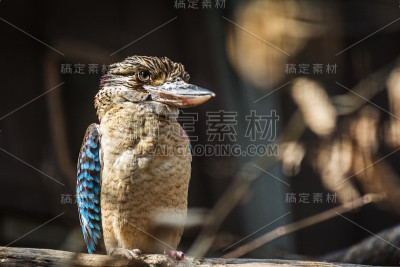 blue-winged笑翠鸟