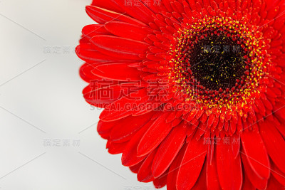非洲菊。