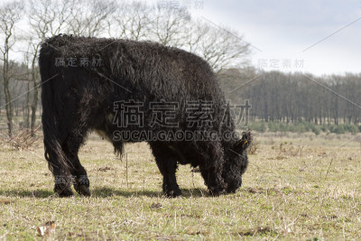加牛