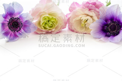 银莲花和毛茛架