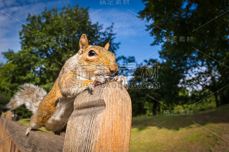 公园长凳上的灰松鼠