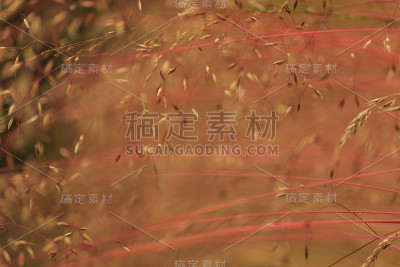 摘要野生草图案