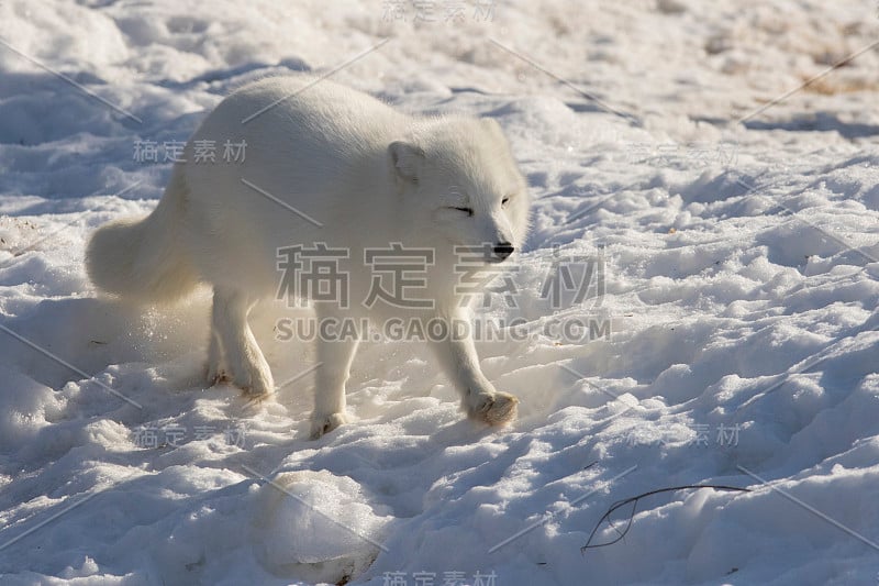 冬天的北极狐