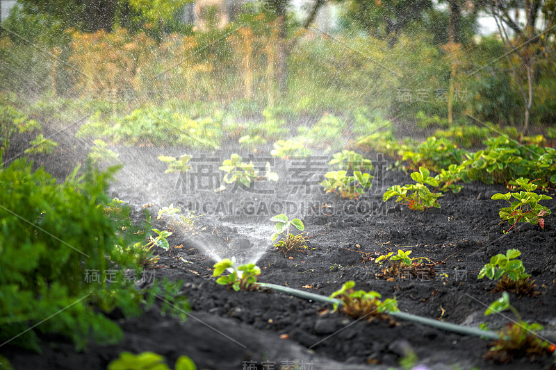 花园的背景模糊了，花园的花坛，倒了水