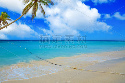 加勒比海和棕榈