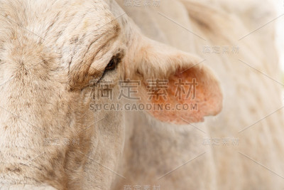 细节和特写牛的脸在农场