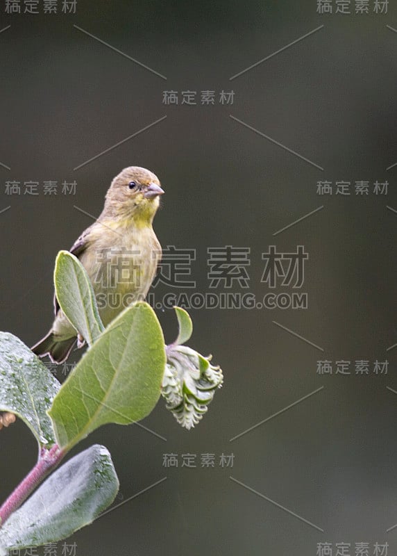 较小的金翅雀