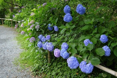 绣球花，Ukyo Ward，日本京都