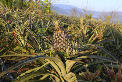 菠萝水果种植园
