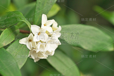 达芙妮