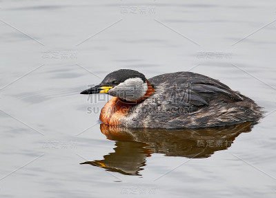 红颈鸊鷉(Podiceps grisegina)