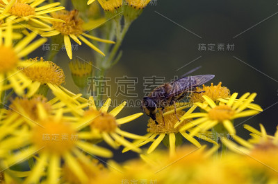 蜜蜂在黄花上