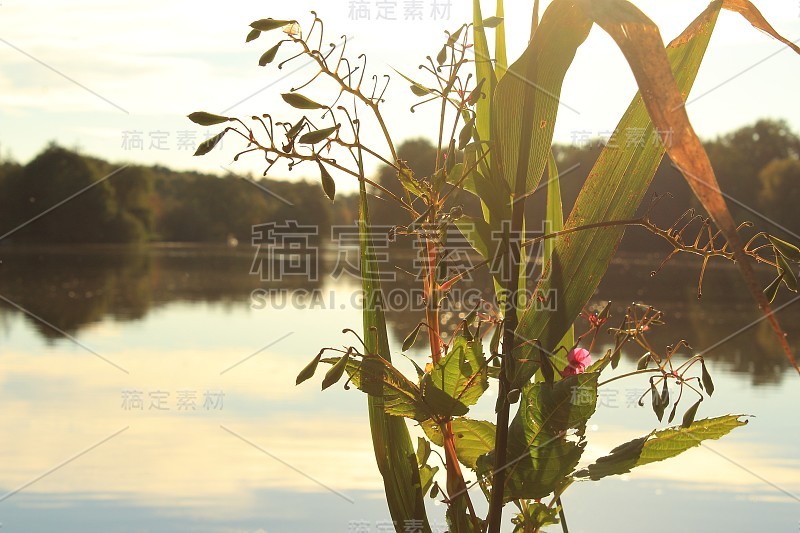 海滩上的植物