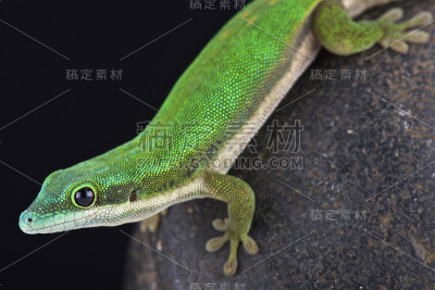马约特日壁虎 (Phelsuma nigristriata)