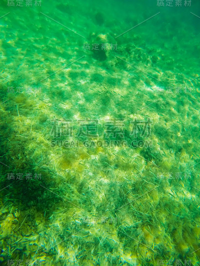 浅滩和绿色海藻