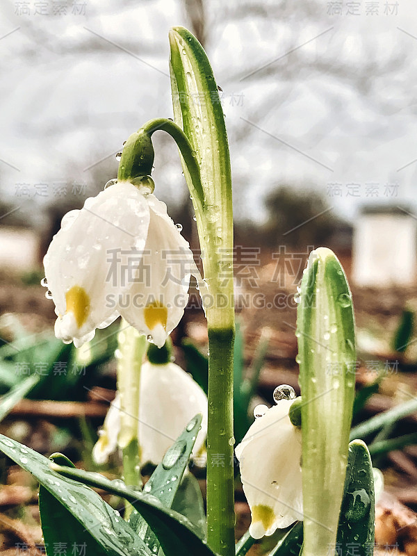 美丽的春花在露珠近了。雨后的花园中，春意盎然的雪花绽放着白色的花朵和绿色的茎干。你好,春天。自然的觉