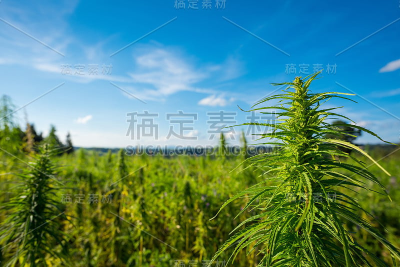 大麻农场田野视图