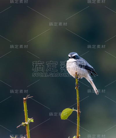 灰色bushchat鸟