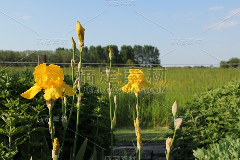 春天，花园里有黄色的鸢尾花和绿色的植物