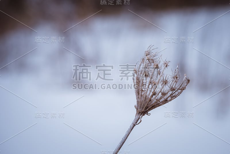 安妮女王的蕾丝