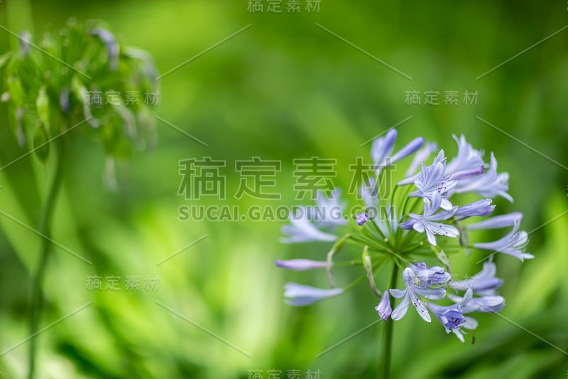 爱情花