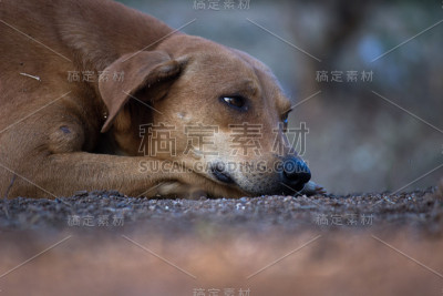狗