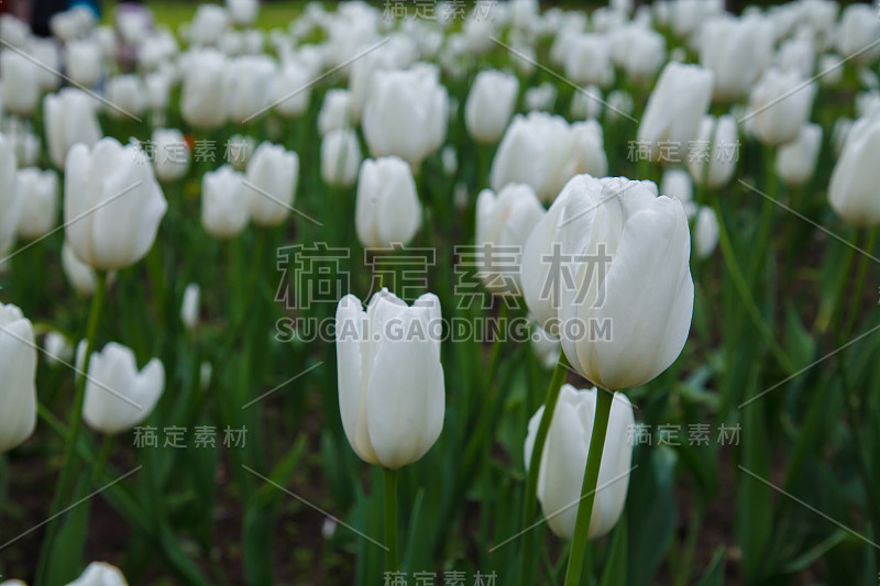 种植郁金香，熟悉装饰。