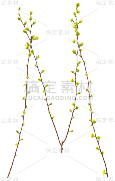 字母m