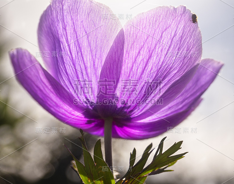 希腊阳光明媚的日子里，丁香花银莲花