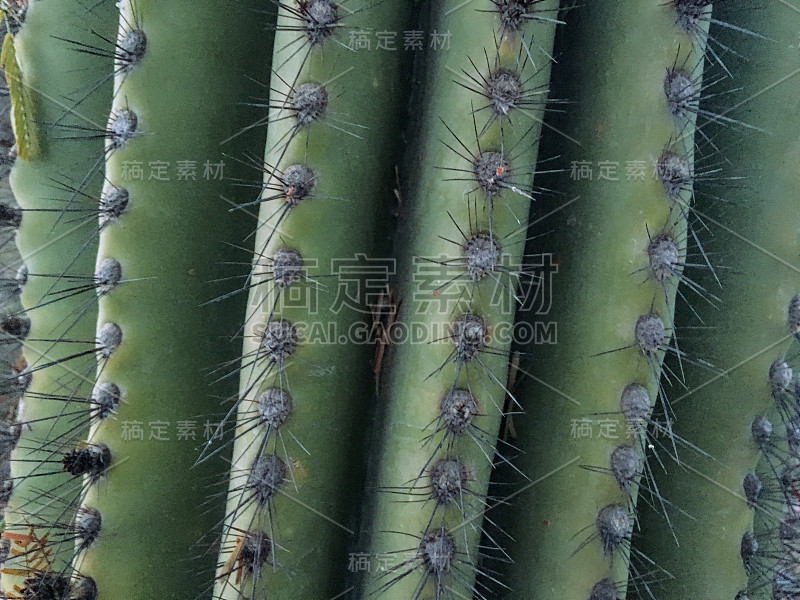 撒瓜罗仙人掌(caraguaro cactus, carnegia gigantia)是美国西南部最