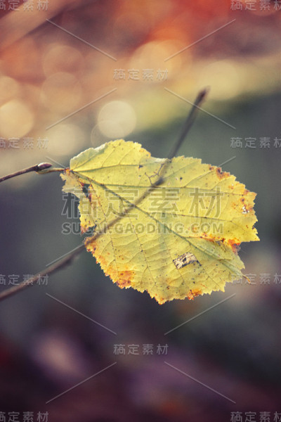 带雨滴的树枝