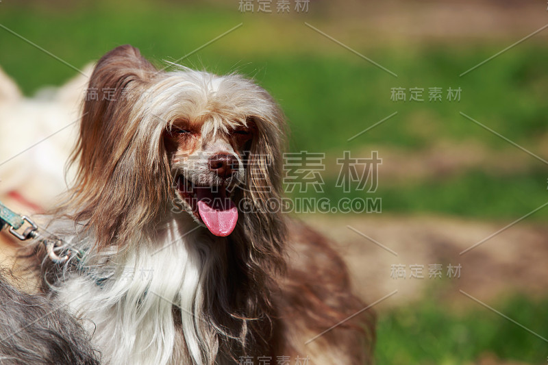 犬种中国冠毛犬