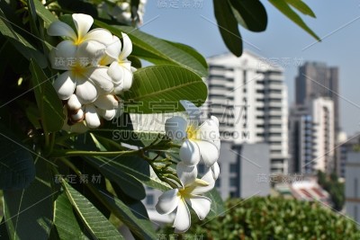 花的天空