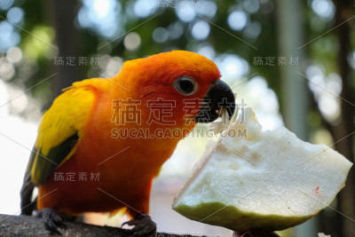 阳光长尾小鹦鹉