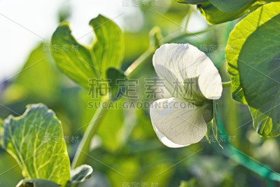 富裕的豌豆