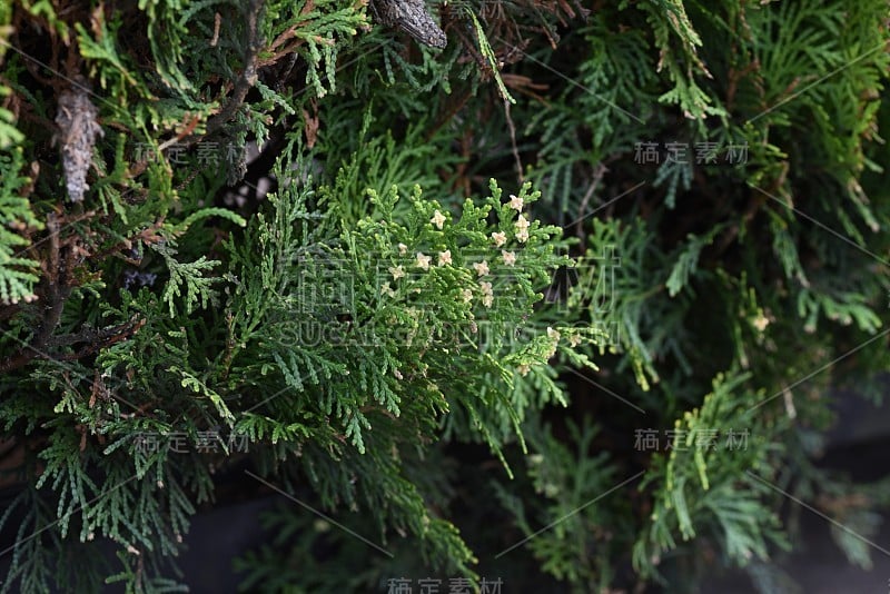 侧柏属植物(侧柏属)雄花