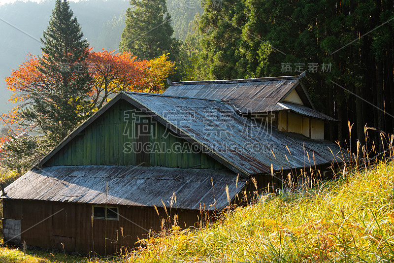 低矮三角形屋顶和秋叶的日本建筑