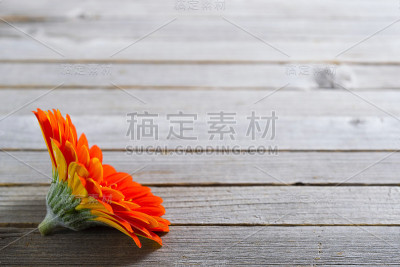 非洲菊的背景
