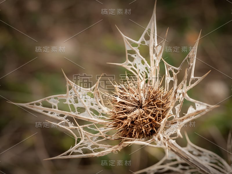 在干燥的沙丘上的海边的阴凉处