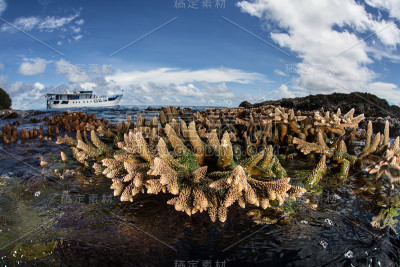 退潮时暴露在空气中的珊瑚