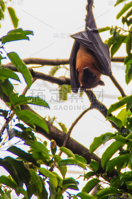 在泰国曼谷的Wat Po，泰国差春骚，用泰语说的Lyle's flying fox, Pteropu