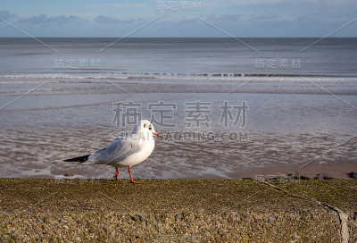 与海鸥海景。