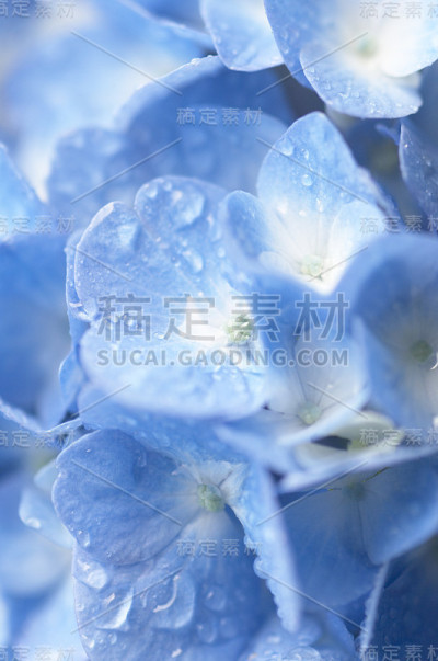 绣球花