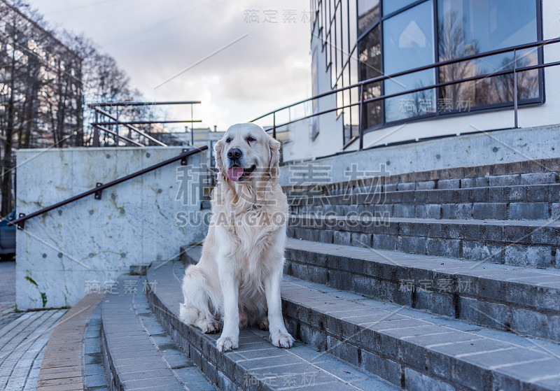 在拉脱维亚里加的楼梯上摆姿势的金毛猎犬