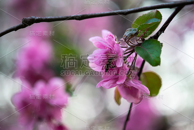 嫩枝上开着粉红色的花，春天来了