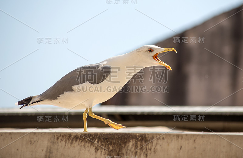 海鸥肖像