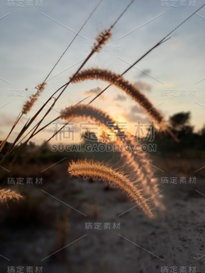 草