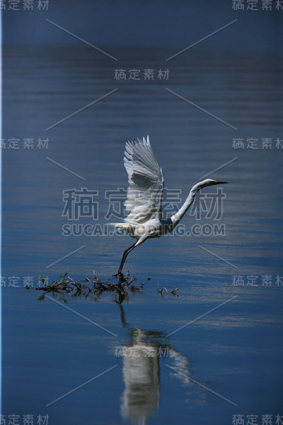 鹳