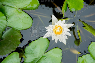 莲花